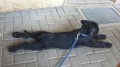 Sooo ein langer Hund